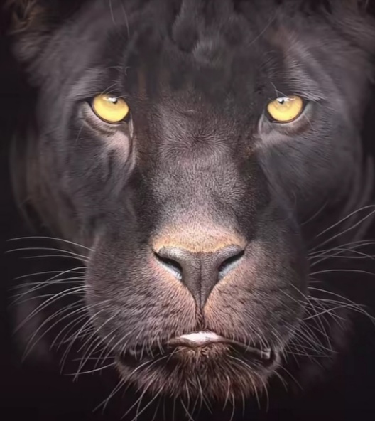 Zarina Deen, Seniman Muda yang Melukis Suara Alam dan Seruan untuk Menjaga Satwa Indonesia