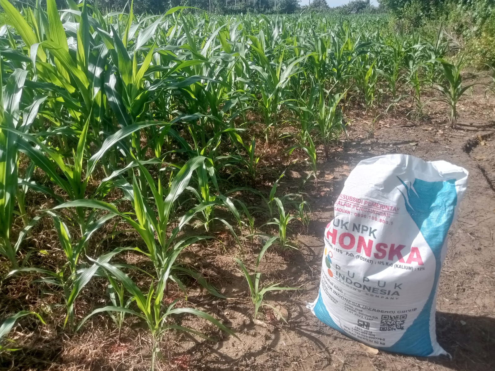 Polsek Cibalong Rawat Tanaman Jagung, Dukung Program Ketahanan Pangan Nasional 2026