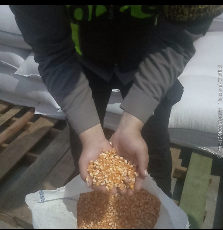 Sinergi Polri dan Petani, 5 Ton Jagung Garut Siap Perkuat Stok Pangan Nasional